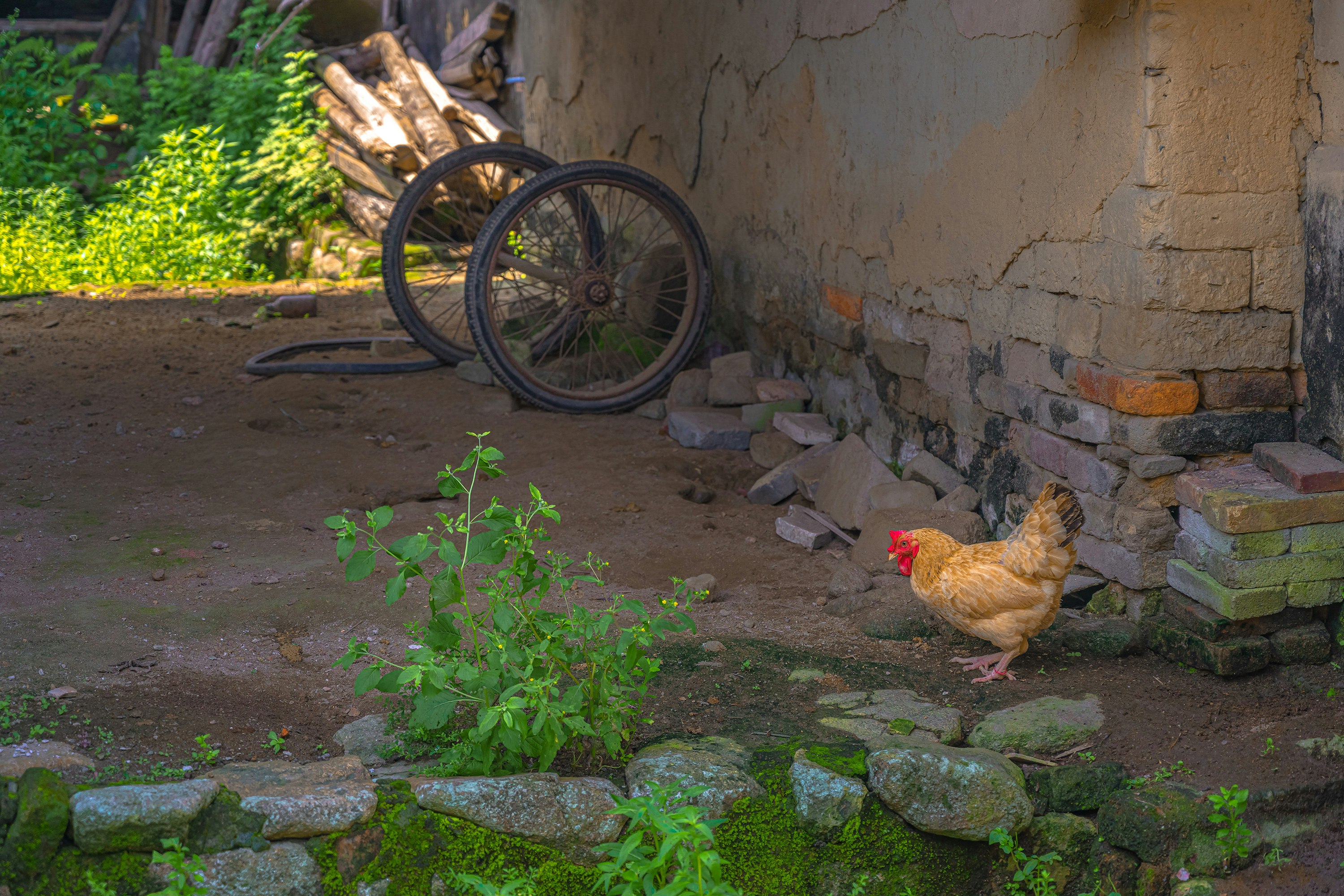brown chicken on green grass near brown wooden bicycle